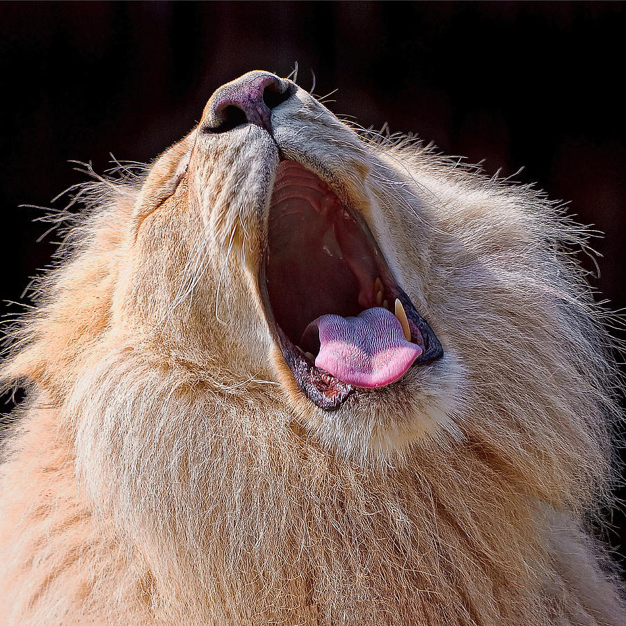 Lion 16 by Ingrid Smith-Johnsen Lion 16 by Ingrid Smith-Johnsen