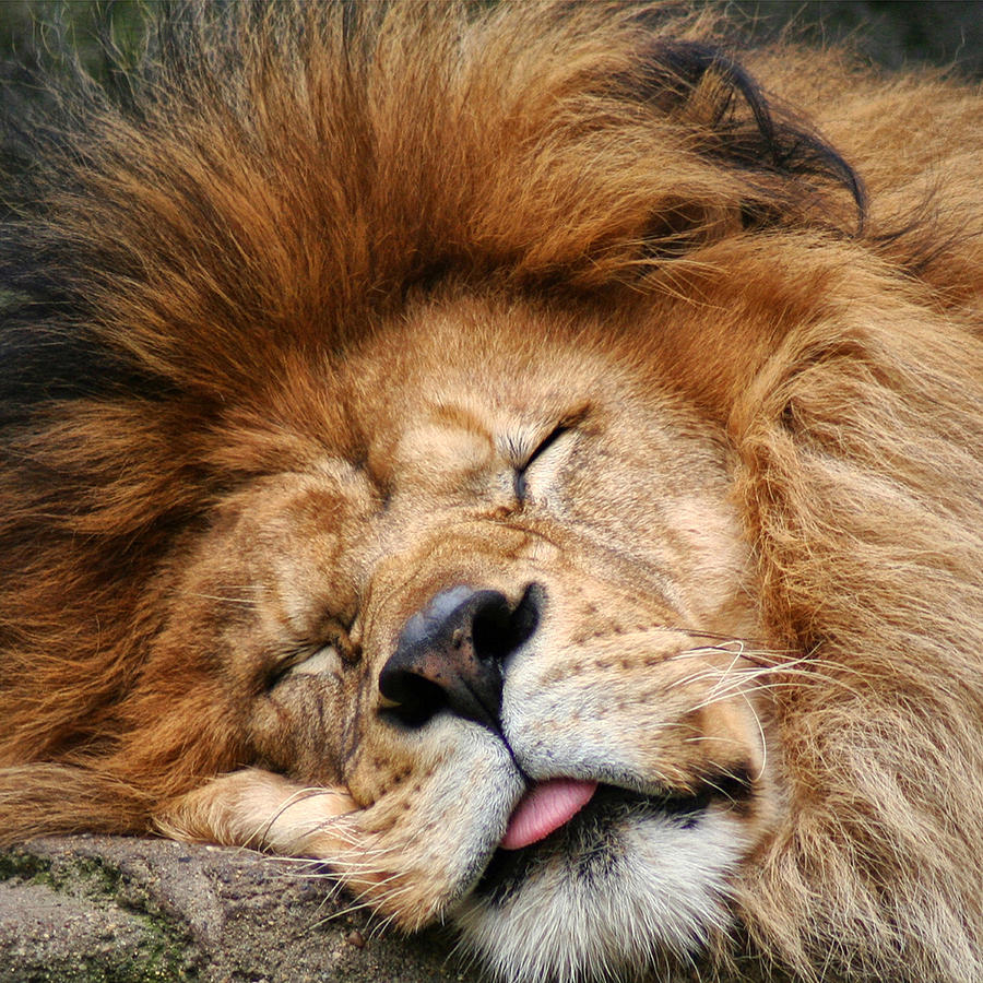 Lion 17 by Ingrid Smith-Johnsen Lion 17 by Ingrid Smith-Johnsen