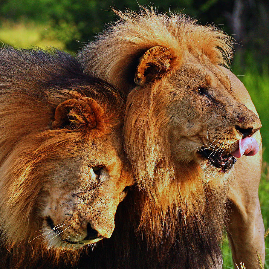 Lion 22 by Ingrid Smith-Johnsen Lion 22 by Ingrid Smith-Johnsen