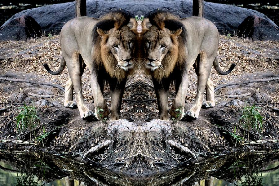 Lion-3 Photograph by Anand Swaroop Manchiraju