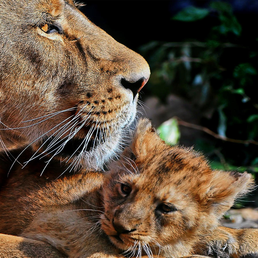 Lion 31 by Ingrid Smith-Johnsen Lion 31 by Ingrid Smith-Johnsen