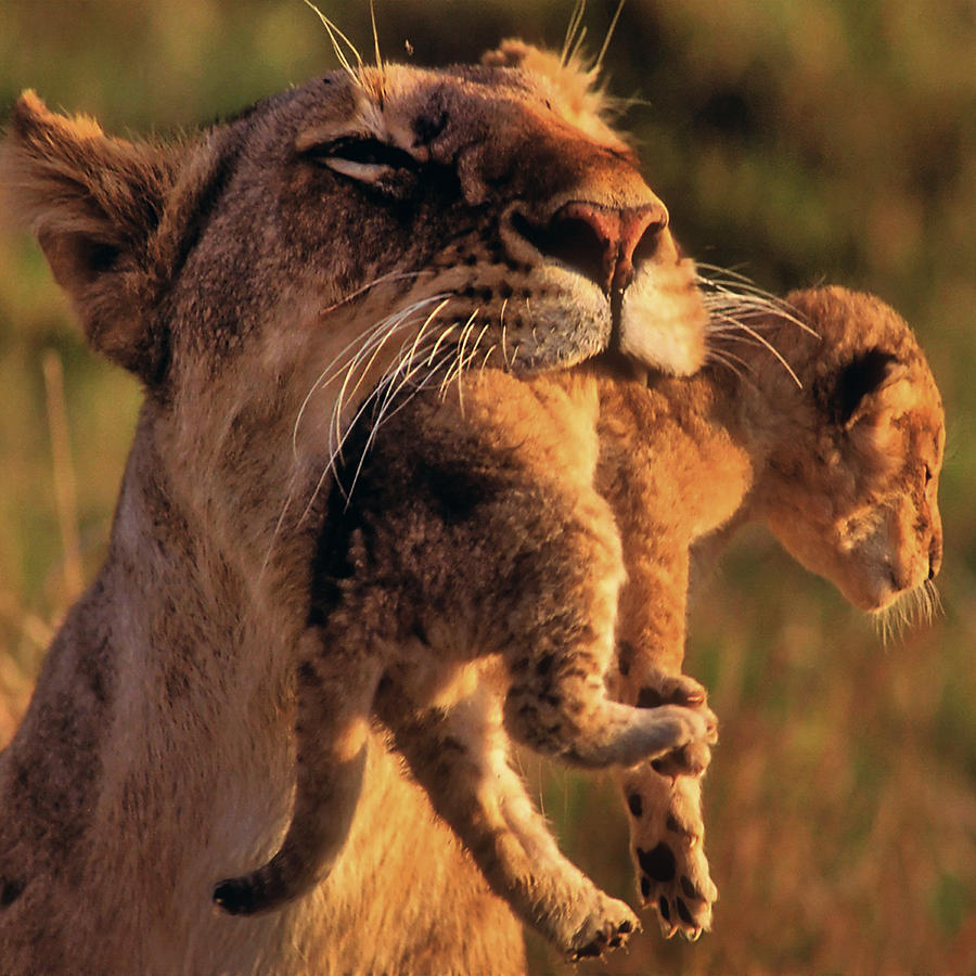 Lion 32 by Ingrid Smith-Johnsen Lion 32 by Ingrid Smith-Johnsen
