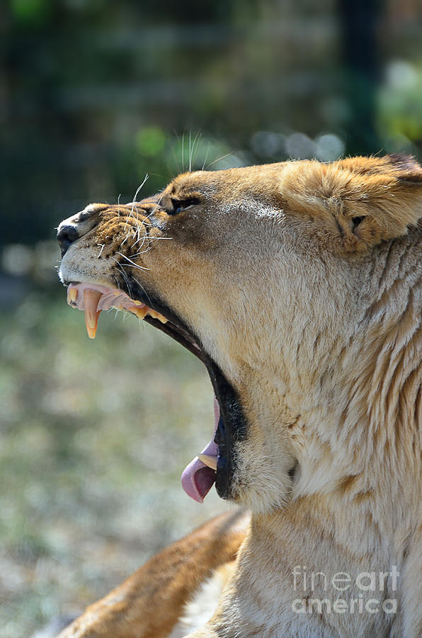 Lion 5 8831 Photograph by Ken DePue