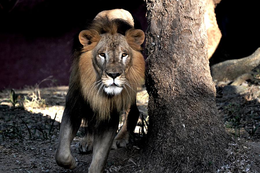 Lion-5 Photograph by Anand Swaroop Manchiraju