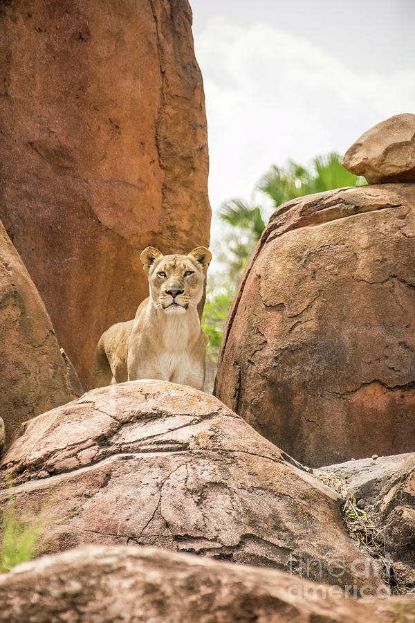 Lion a top the Rocks Photograph by Pamela Williams