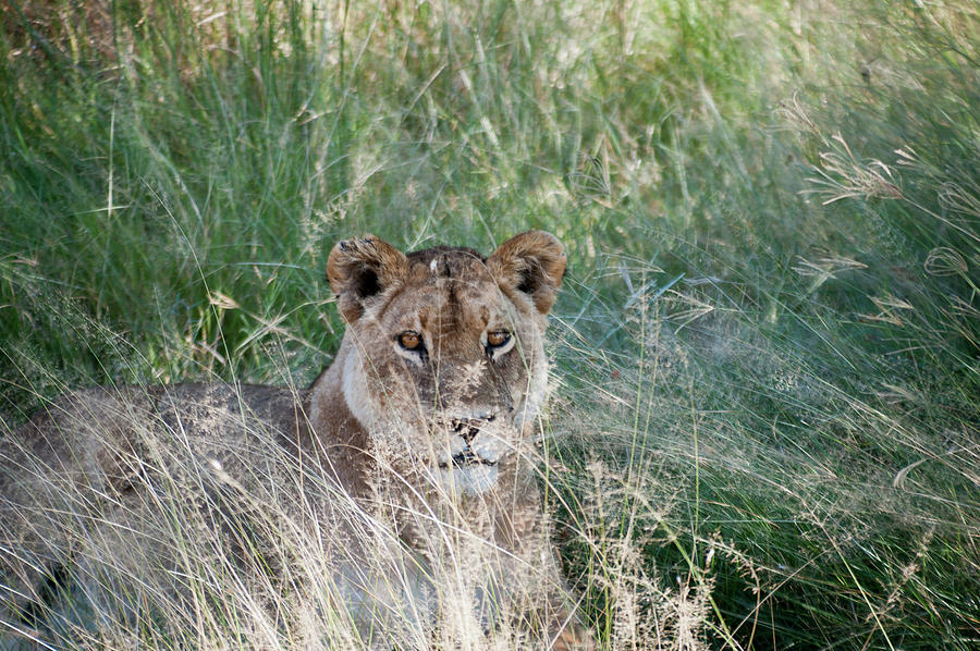 Lion Photograph by Adele Aron Greenspun