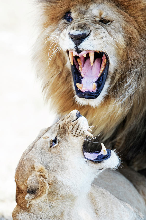 Lion And Lioness Aggression During Mating Photograph by Susan Schmitz