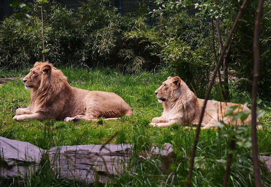 Lion And Lioness Photograph