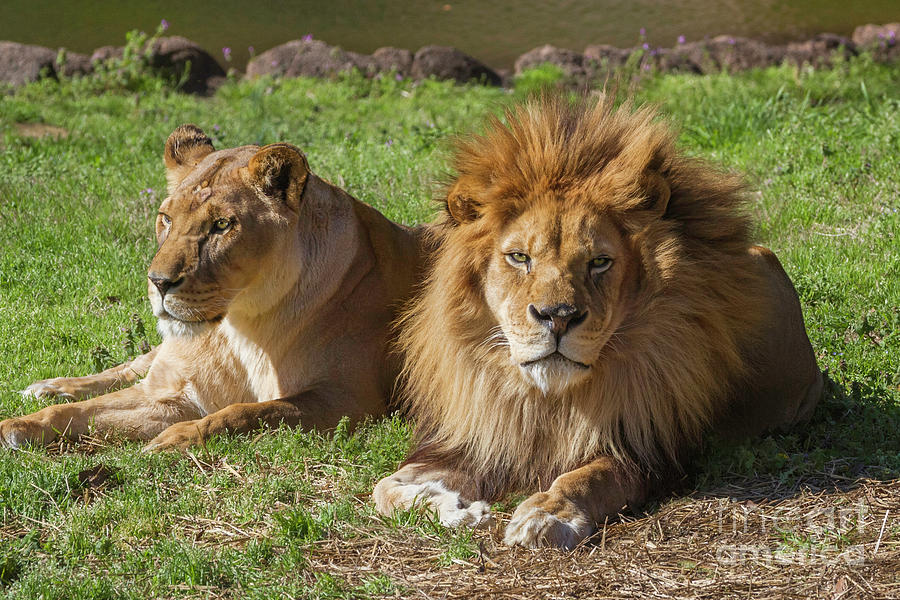 Lion and Lioness Photograph by Karen Jorstad