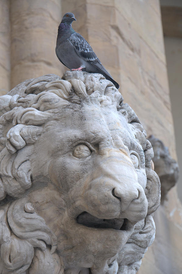 Lion and Pigeon Photograph by Caroline Stella