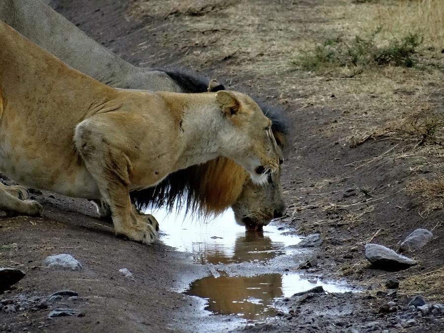 Up Movie Photograph - Lion and pregnant lioness drinking 1 by Exploramum Exploramum