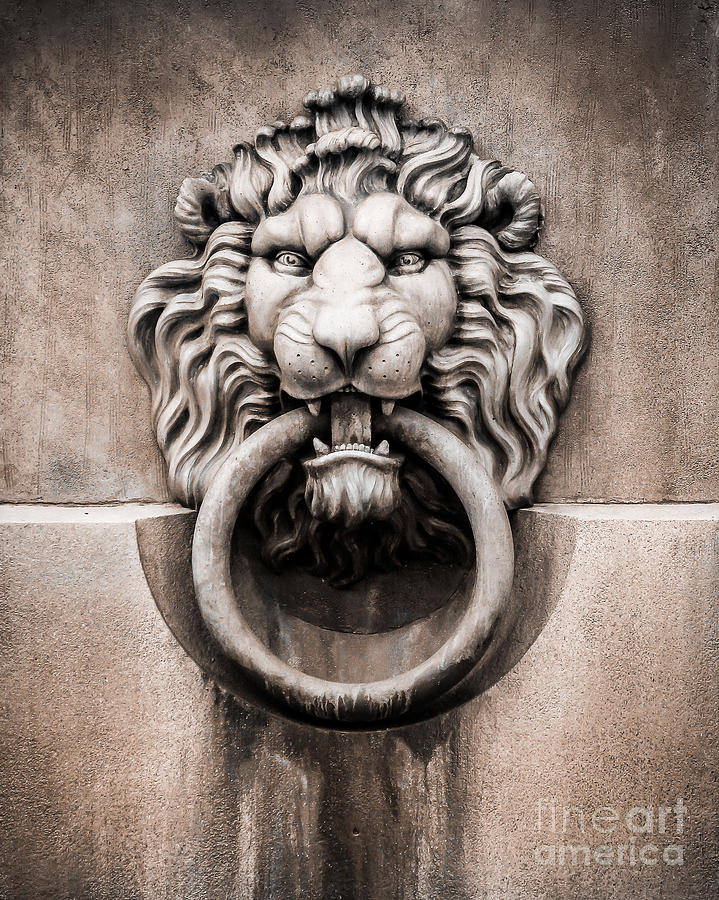 Lion and Ring Photograph by Perry Webster