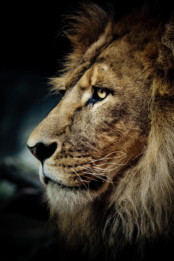 Wildlife Photograph - Lion by Animus Photography
