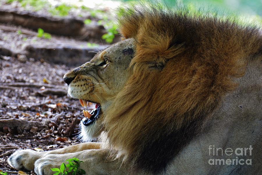 Lion Around Photograph by Julie Adair