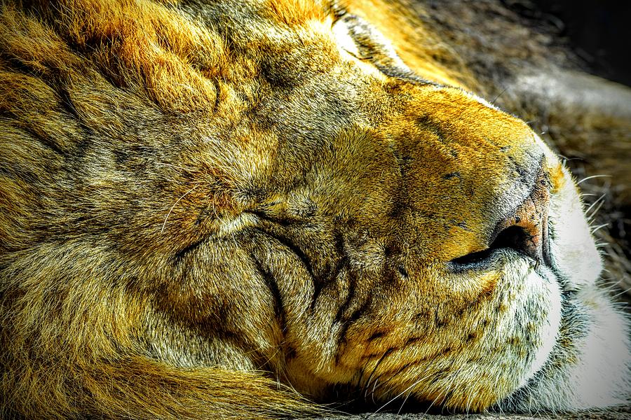 Lion Around Photograph by Michael Brungardt