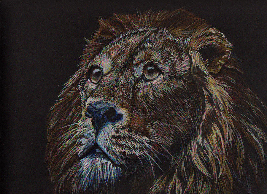 Wildlife Drawing - Lion Attention by Jay Johnston
