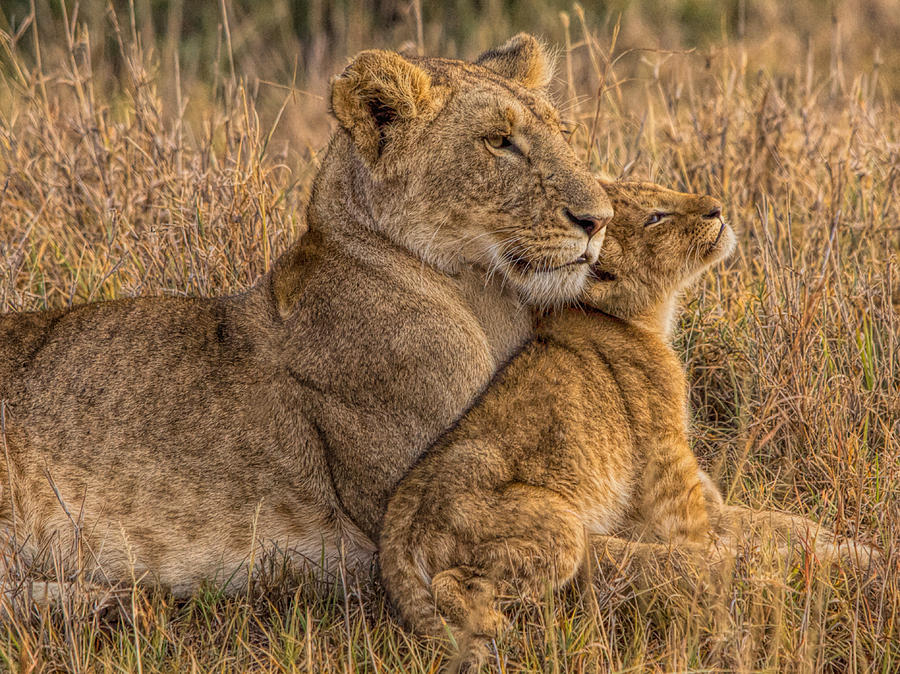 Lion Baby With Mother Photograph