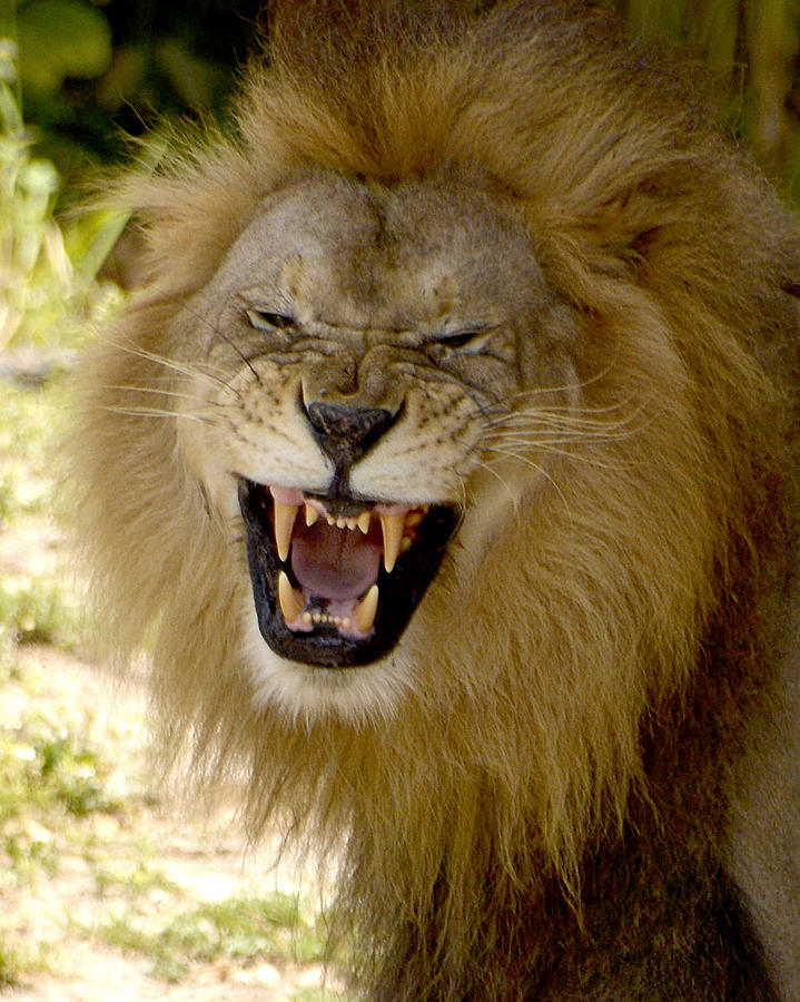 Lion Photograph by Bart Blumberg