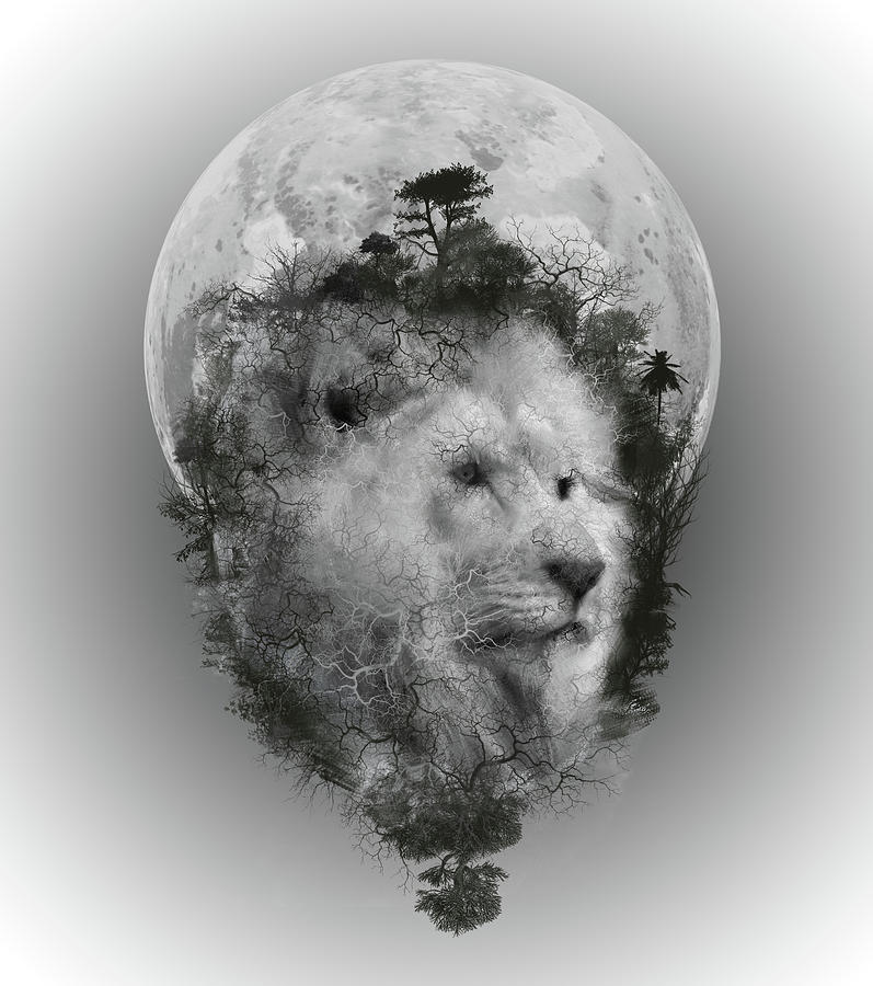 Lion Digital Art by Bekim M