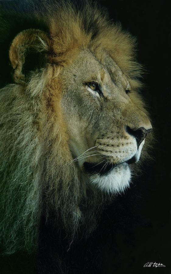 Lion Photograph by Bill Stephens
