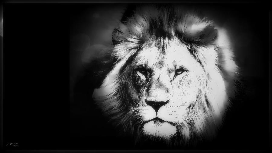 Lion  Black And White Photograph by Jean Francois Gil
