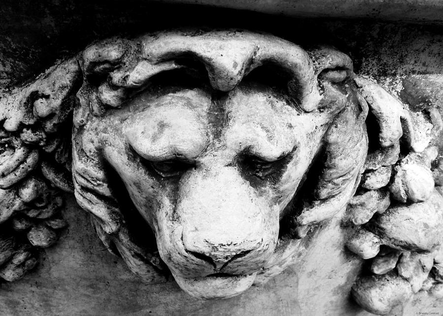 Black And White Photograph - Lion by Dark Whimsy