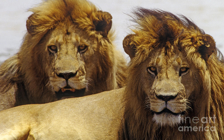 Wildlife Photograph - Lion Brothers - Serengeti Plains by Craig Lovell