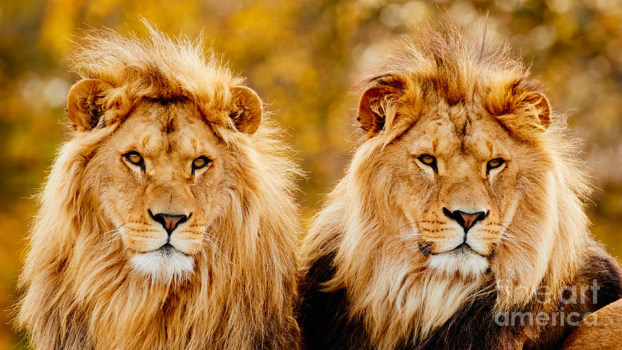 Lion brothers II Photograph by Nick  Biemans