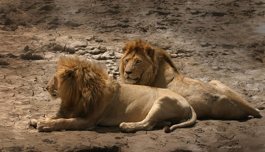 Lion Photograph - Lion brothers by Joseph G Holland