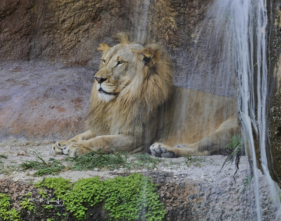 Lion By Waterfall Photograph by Keith Lovejoy