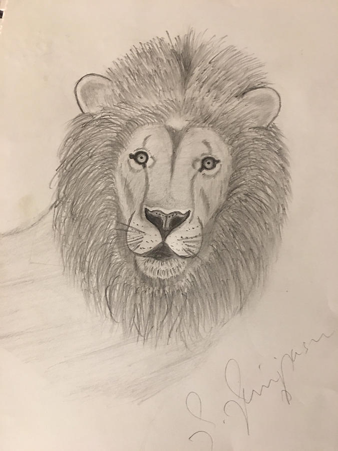 Lion Drawing by Chinnu - Fine Art America