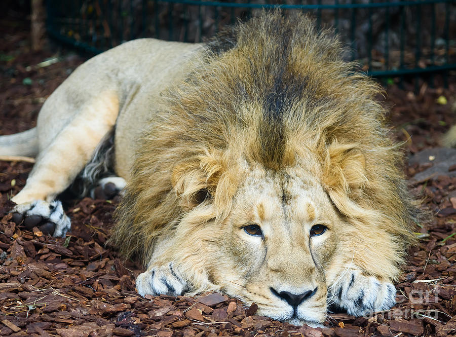 Lion Photograph by Colin Rayner