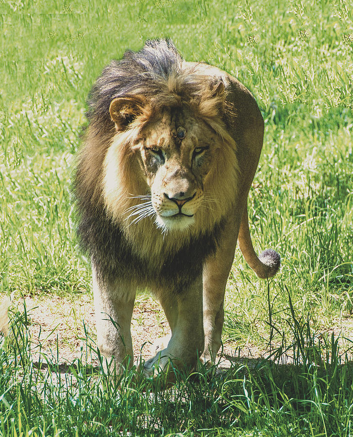 Lion Coming Straight Toward You Photograph by William Bitman