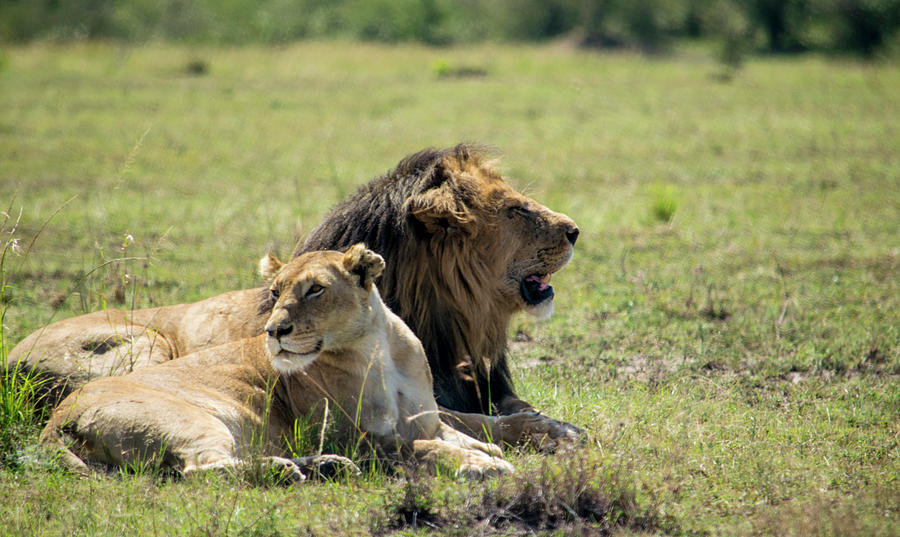 Lion Couple in the Mara Photograph by Kelvin Papai - Fine Art America