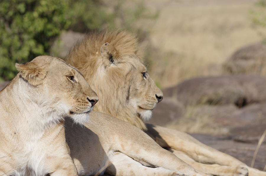 Lion Couple Portrait Photograph By Shivakumar Selvaraj - Pixels