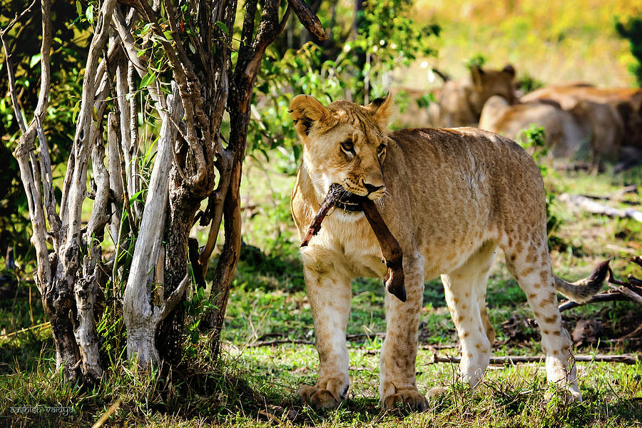 Lion Cub Photograph by Aashish Vaidya