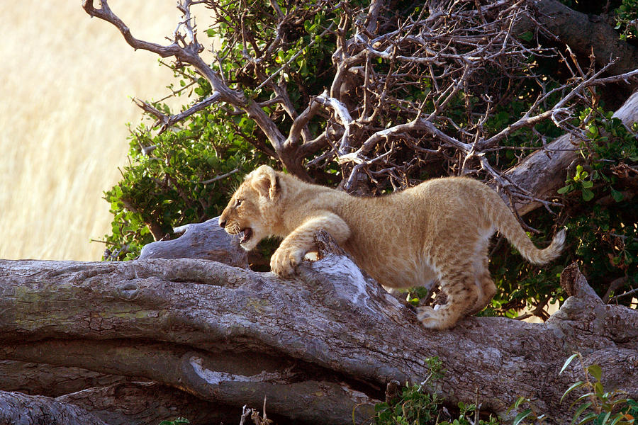 Lion Cub Photograph by Aivar Mikko