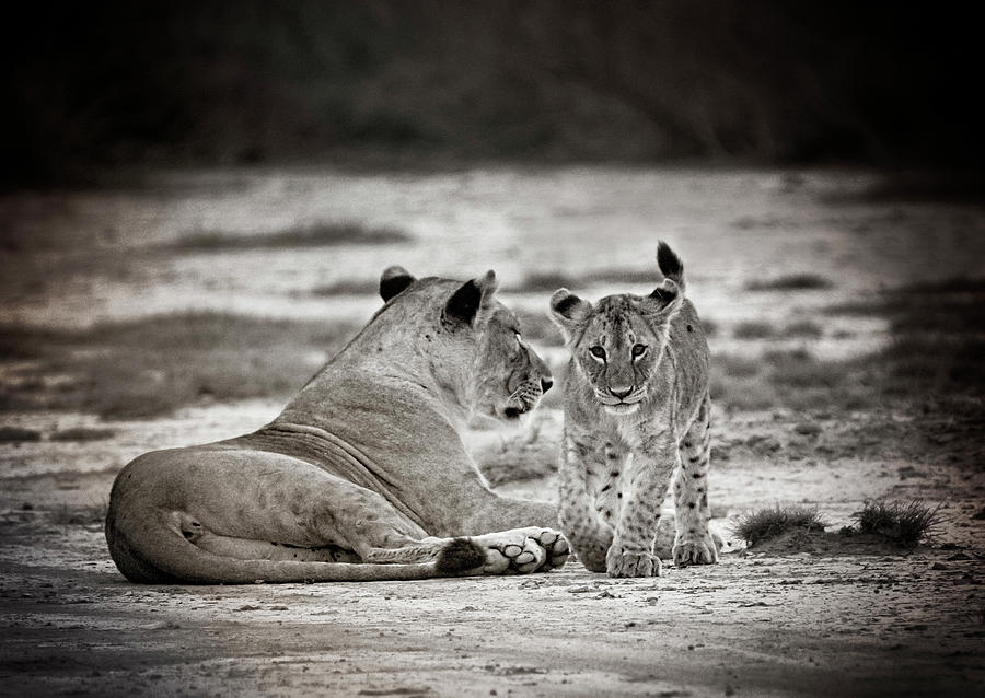 Lion Photograph - Lion Cub and Mom by Vicki Jauron