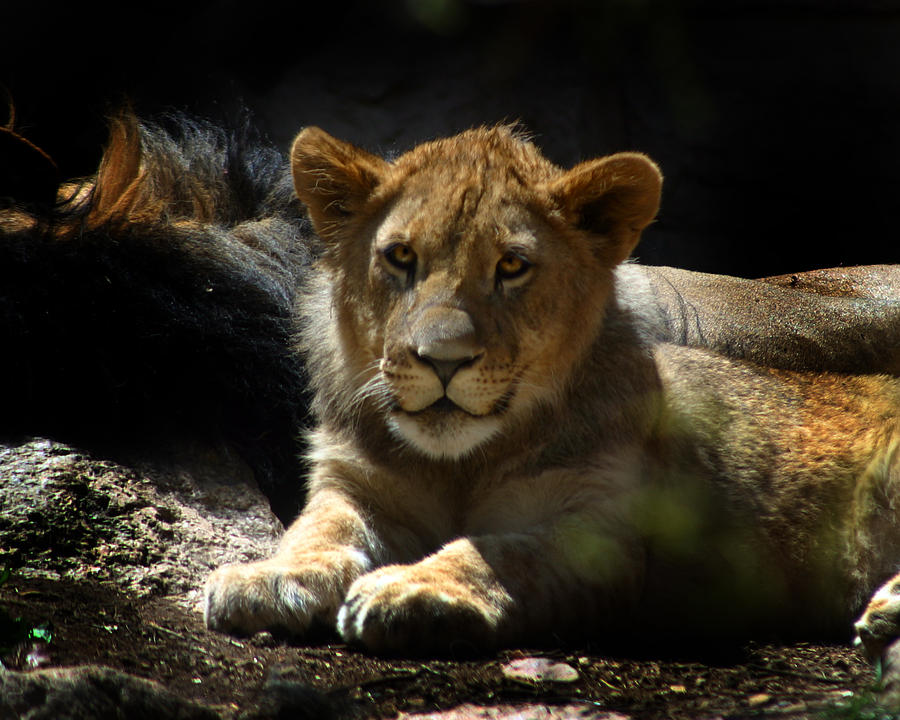 Lion Cub Photograph by Anthony Jones