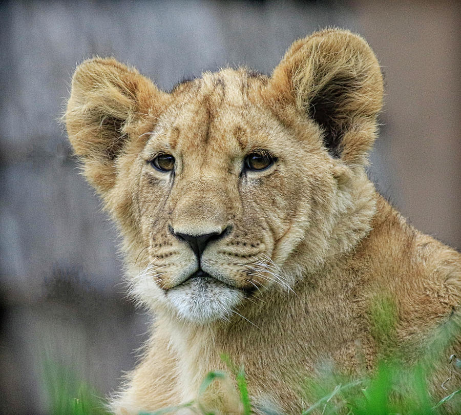 Lion Cub Close Up Photograph by Steve McKinzie