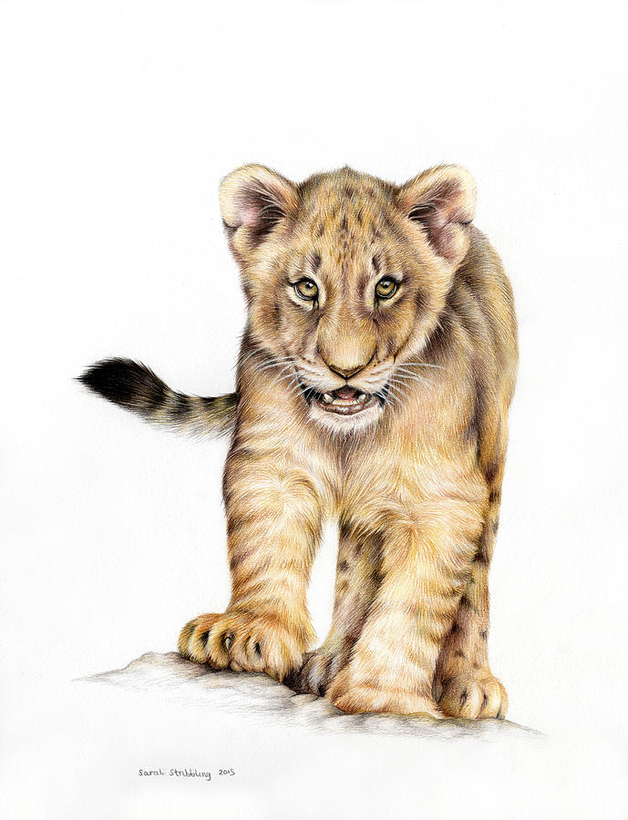 Lion Cub Colour Pencil Drawing Painting by Sarah Stribbling