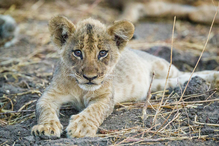 Lion Cub Photograph by Fran Gallogly