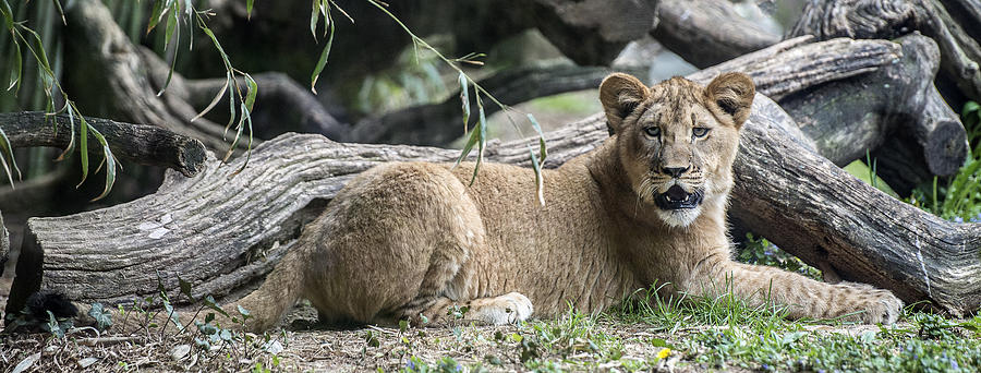 Lion Cub Full-Length Portrait Photograph by William Bitman
