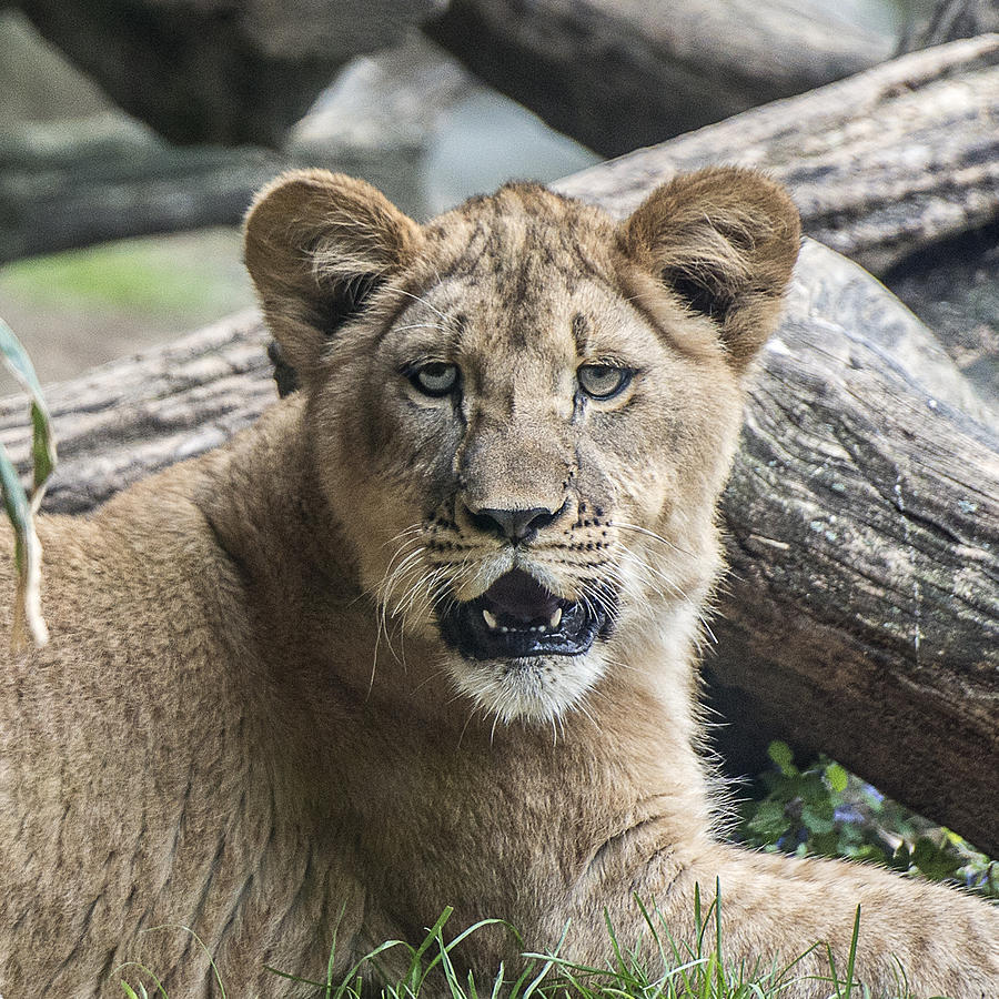 Lion Cub Headshot Portrait Photograph by William Bitman