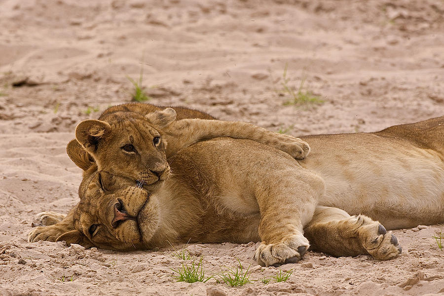 Nature Photograph - Lion cub hugs mother by Johan Elzenga