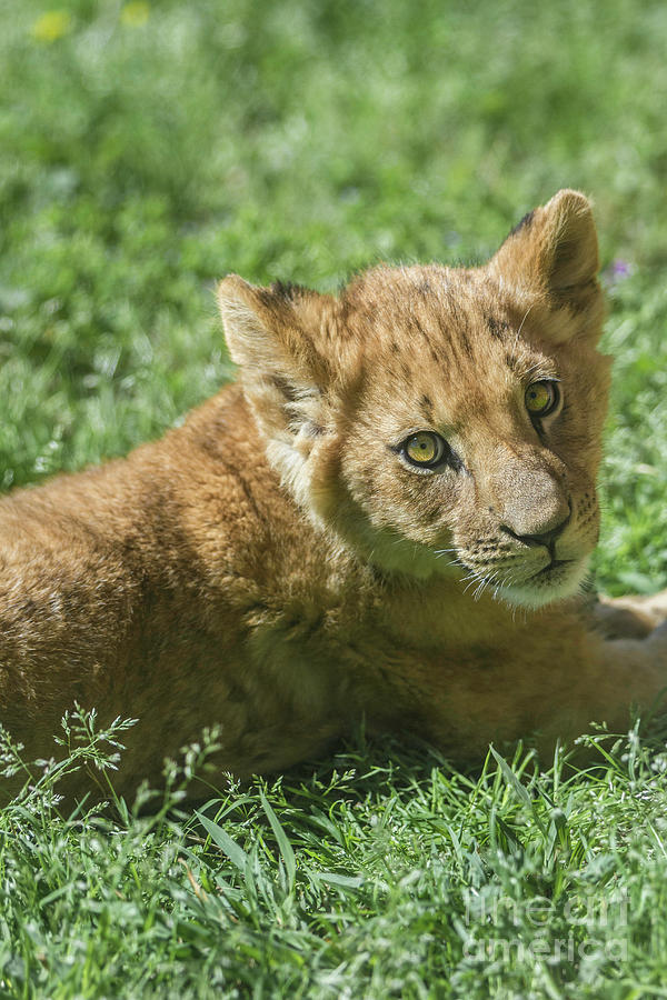 Lion Cub Photograph by Karen Jorstad