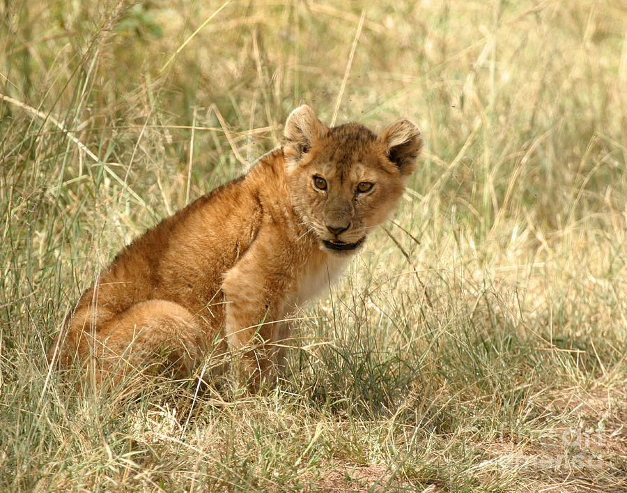 Lion cub Looking for Mom Photograph by Joseph G Holland