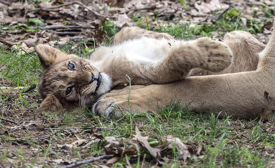 Lion Cub Lying On His Mothers Foreleg Photograph by William Bitman