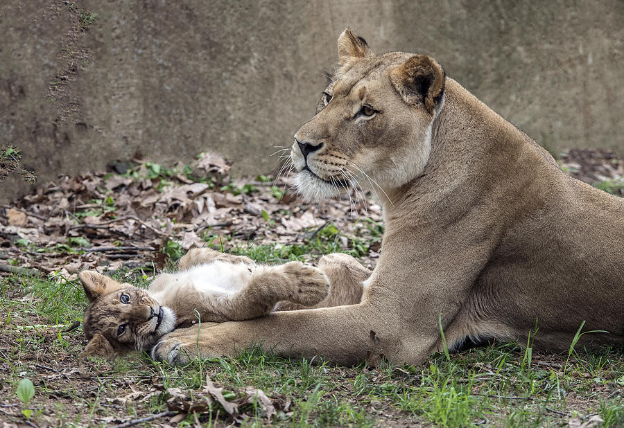 Lion Cub Lying On Moms Foreleg Photograph by William Bitman