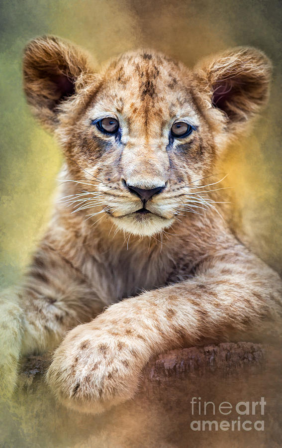 Lion Cub by Marco Fischer Lion Cub by Marco Fischer